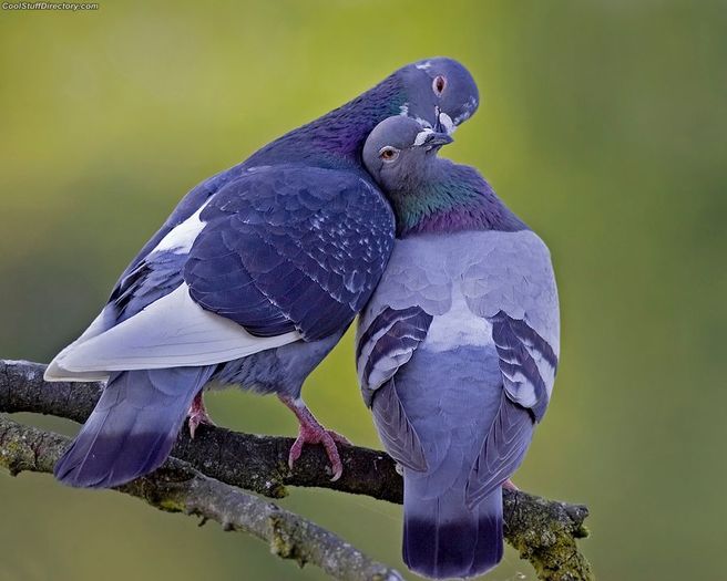 1. Love Birds by Henrik Nilsson - quelque chose