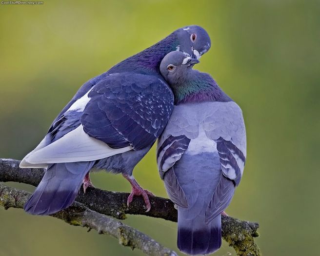 1. Love Birds by Henrik Nilsson