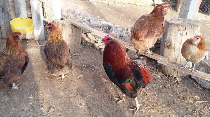 cocos araucana 08-02-16 025