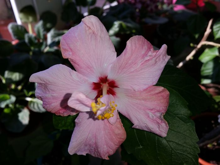  - hibiscus