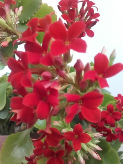 20160209_123732 - Kalanchoe