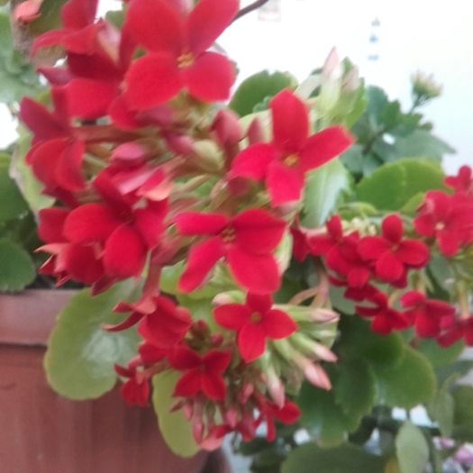 20160209_123611-1 - Kalanchoe