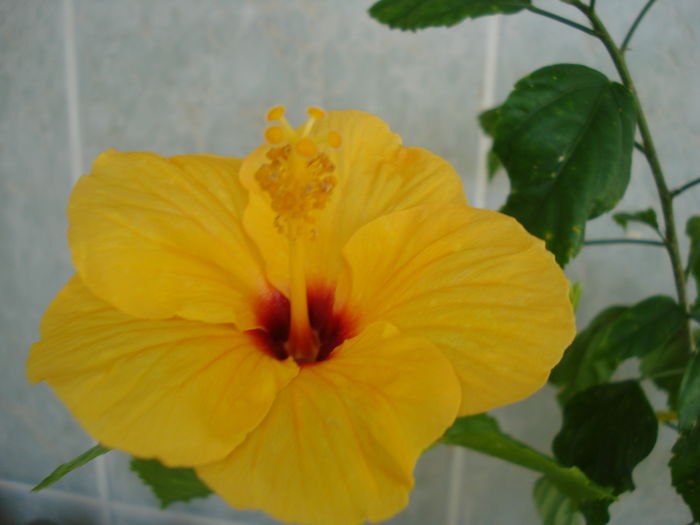 DSC04552 - Hibiscus Jim Hendry