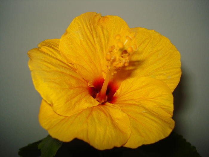 DSC04558 - Hibiscus Jim Hendry