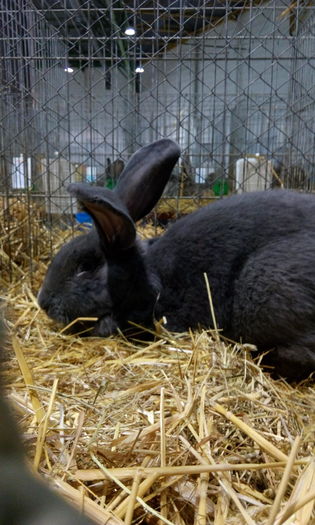 Mascul urias german albastru achizitionat