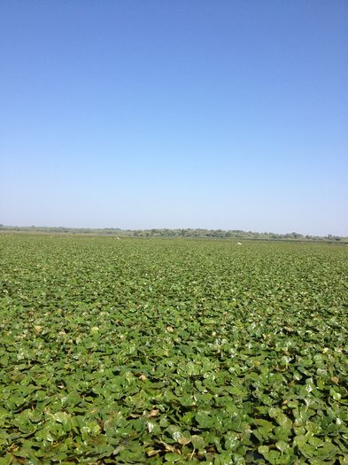 IMG_3233 - poze DELTA 2013