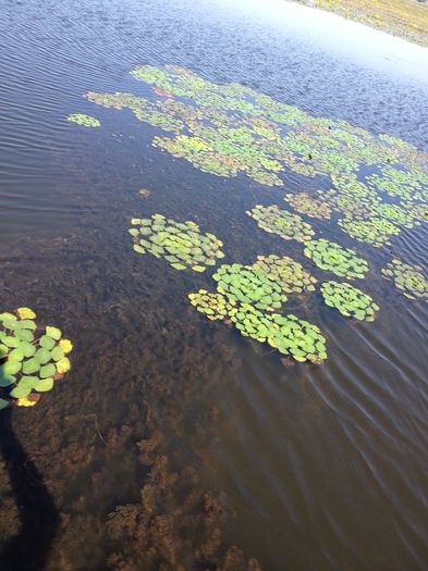 IMG_3253 - poze DELTA 2013