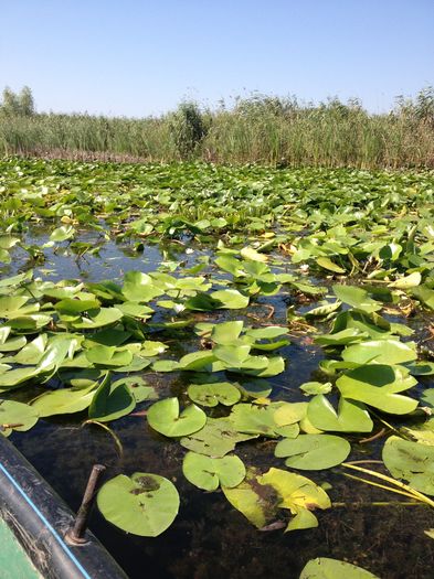 IMG_3303 - poze DELTA 2013