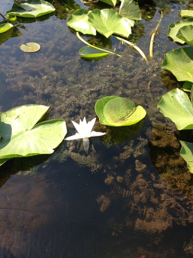 IMG_3306 - poze DELTA 2013