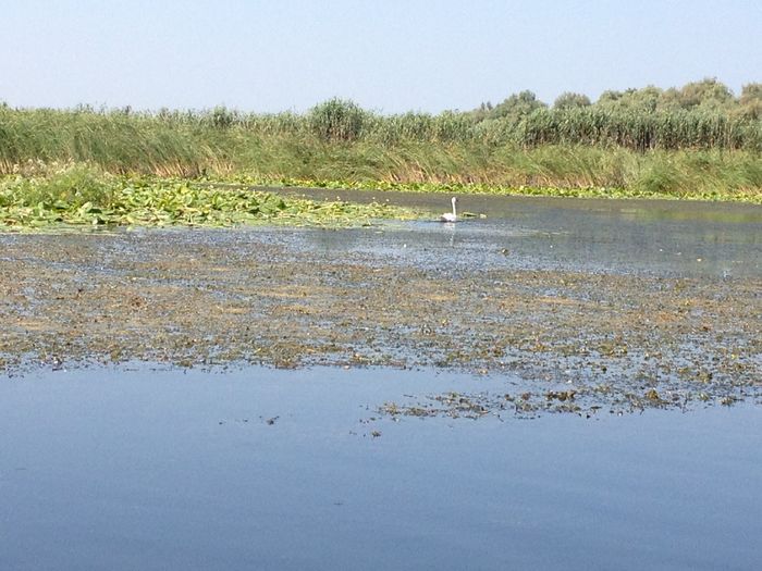 IMG_3335 - poze DELTA 2013