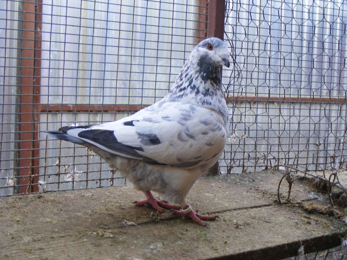 F 2015 vinduta feb. 2016