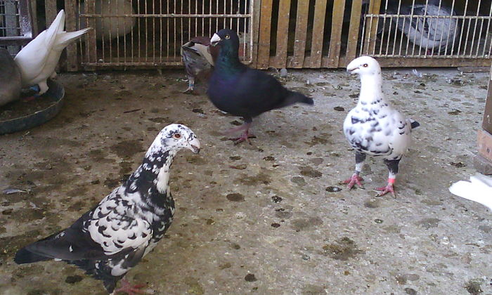 M 2014 f 2014 perechea 7; Pui pistrit 2015
