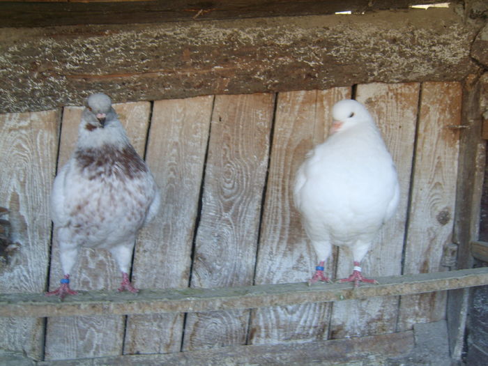 S8001520 - Kingi