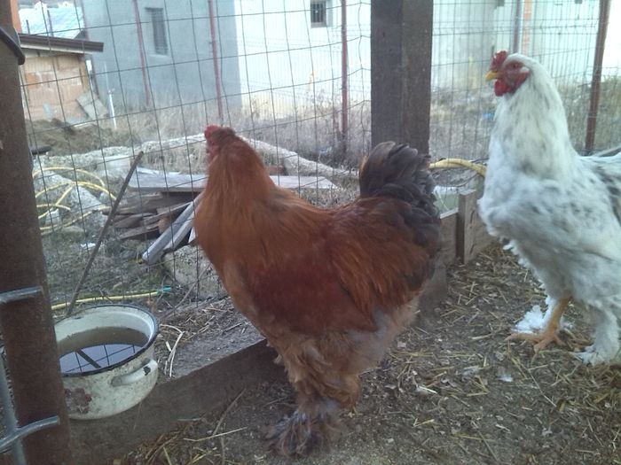 013 - Cocosi si gaini de vanzare