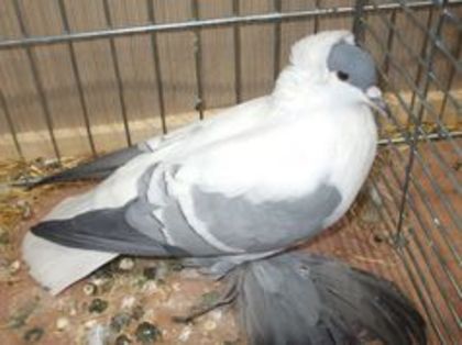 94122815_BKASVUT