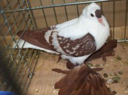94122946_SISRGDC
