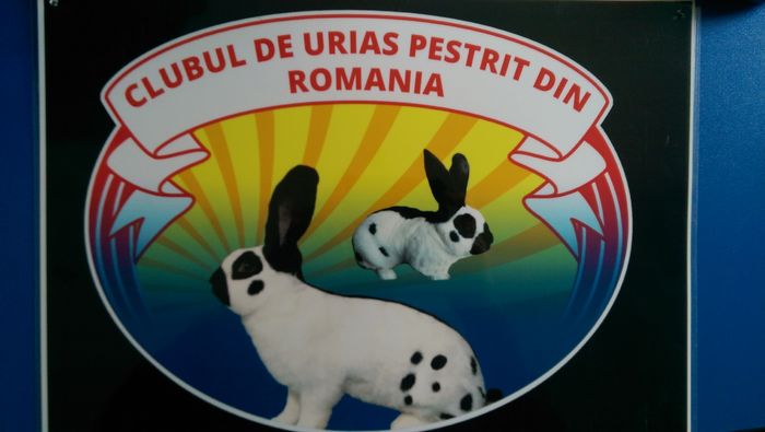 IMAG2069 - EXPOZITIA NATIONALA  A CLUBULUI DE  URIASI PESTRIT DIN ROMANIA