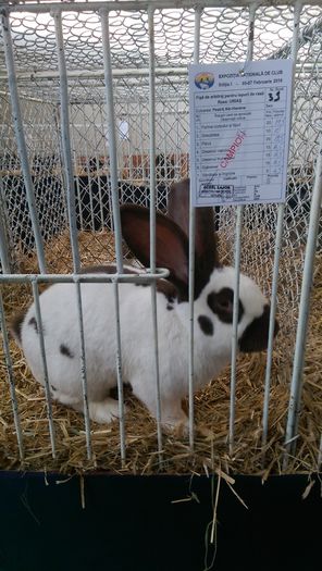 IMAG2008 - EXPOZITIA NATIONALA  A CLUBULUI DE  URIASI PESTRIT DIN ROMANIA