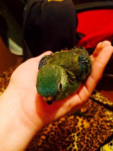 image - Papagali cantatori