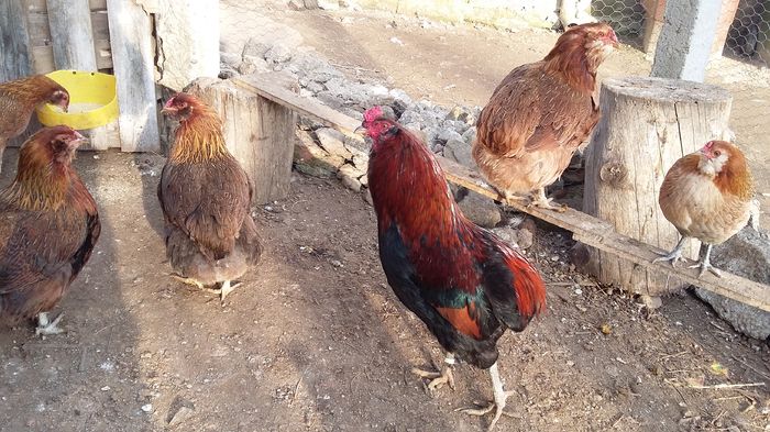 cocos araucana 08-02-16 028