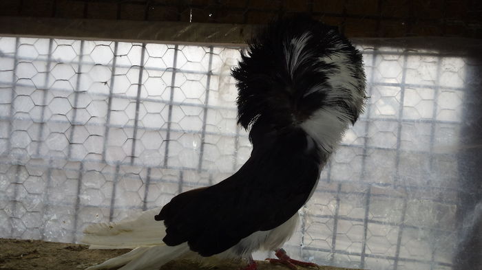 20151204_130357 - PORUMBEI VANDUTI