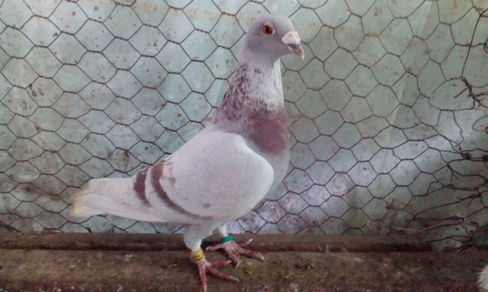 femela 2009 BRICOUX linia BADIN VASILE