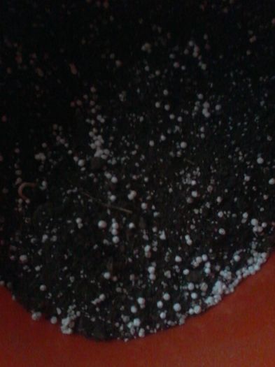 20160210_085203 - 01 granule ampora expandata