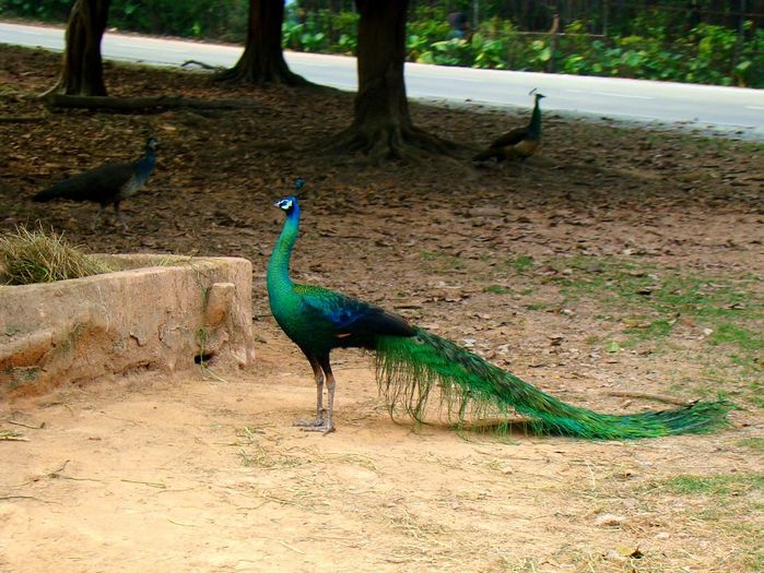 spalding " atitudine " - paun albastru spalding 50 la suta