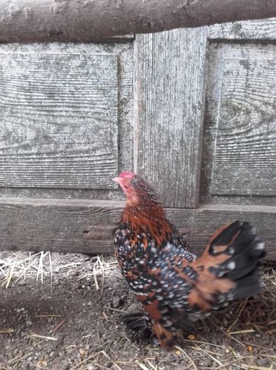 021 - MATCA MII DE FLORI PORTELAN BARBOASE 2016