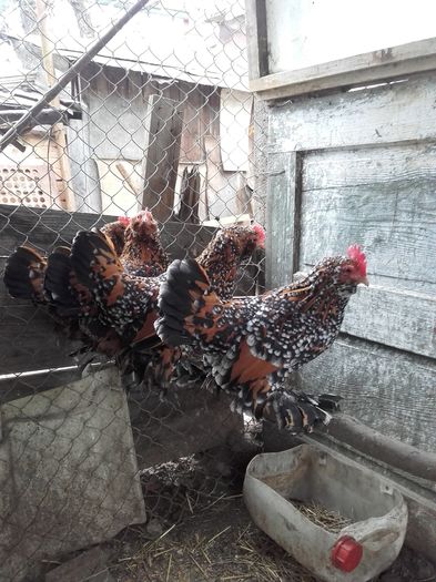 025 - MATCA MII DE FLORI PORTELAN BARBOASE 2016