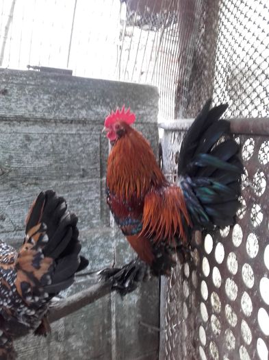 026 - MATCA MII DE FLORI PORTELAN BARBOASE 2016