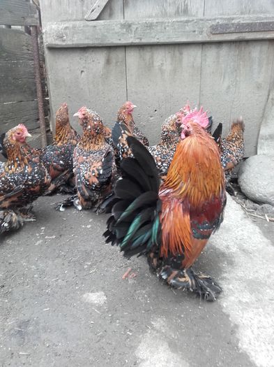 045 - MATCA MII DE FLORI PORTELAN BARBOASE 2016