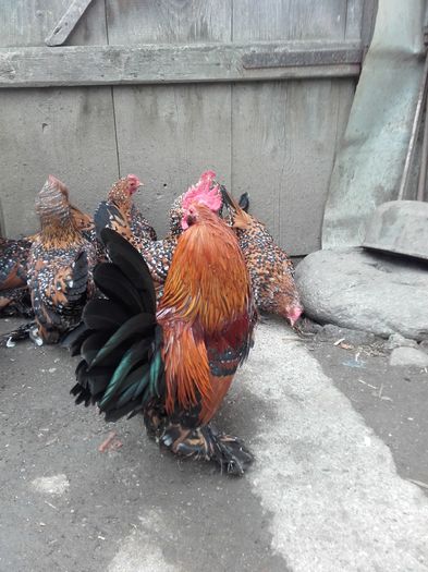 046 - MATCA MII DE FLORI PORTELAN BARBOASE 2016