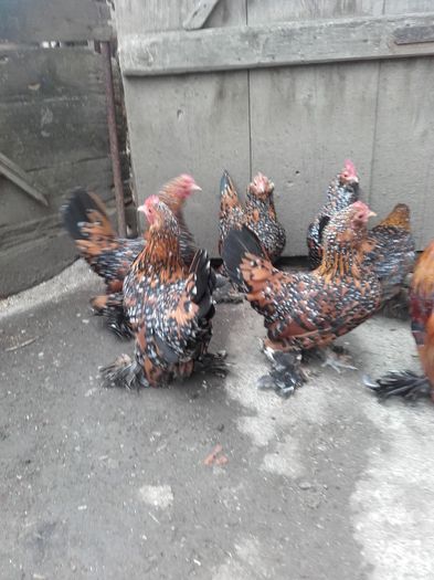 047 - MATCA MII DE FLORI PORTELAN BARBOASE 2016