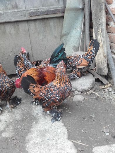 048 - MATCA MII DE FLORI PORTELAN BARBOASE 2016