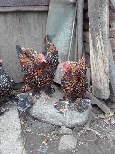 050 - MATCA MII DE FLORI PORTELAN BARBOASE 2016