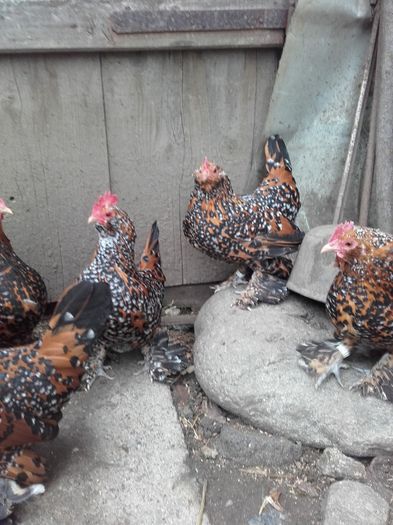 051 - MATCA MII DE FLORI PORTELAN BARBOASE 2016