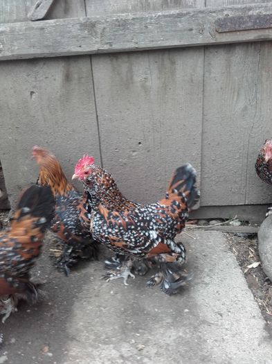 052 - MATCA MII DE FLORI PORTELAN BARBOASE 2016