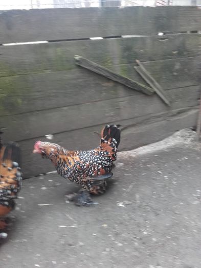 053 - MATCA MII DE FLORI PORTELAN BARBOASE 2016