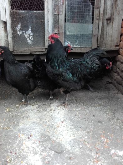 cocos pasari de expozitie