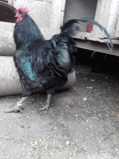 cocos pasari de expozitie