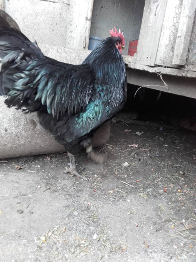 cocos pasari de expozitie