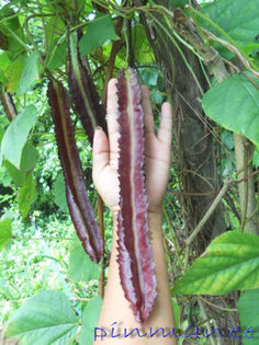 fasole cu aripi violeta