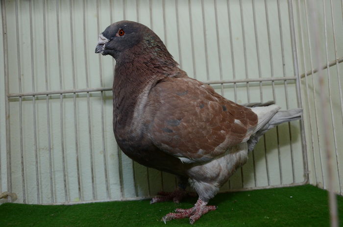 DOR_2691 F-2013-H - Porumbei Americani-Vanduti