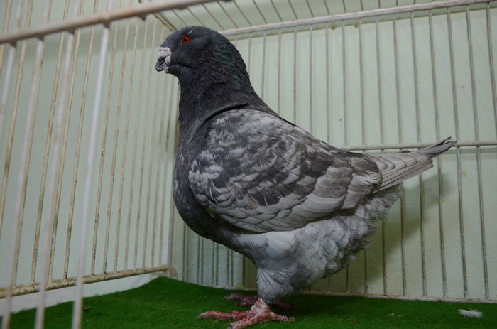 M 2012-H- Vandut-Brasov - Porumbei Americani-Vanduti