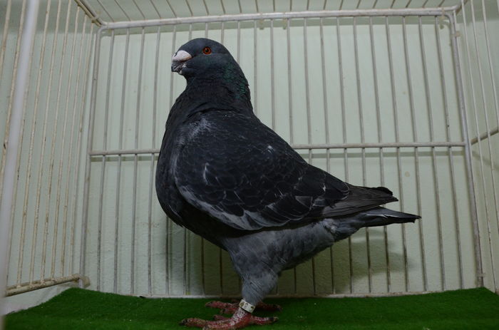 DOR_2647 M  2015 - Porumbei Americani-Vanduti