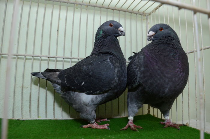 F-2014 si M-2015Cuplu vandut - Porumbei Americani-Vanduti