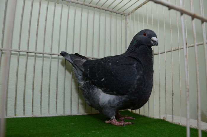 DOR_2653  F 2014-R0 - Porumbei Americani-Vanduti