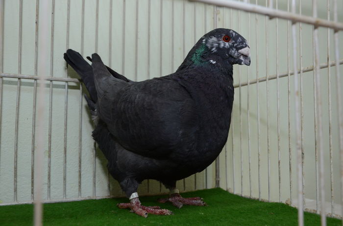 DOR_2656  M  2015-3539-RO - Porumbei Americani-Vanduti