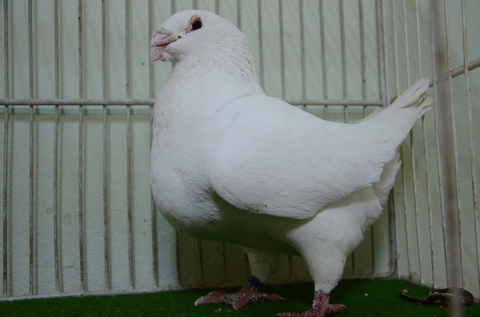 M  2012-756-RO- Donat- Nicu Tripon - Porumbei Americani-Vanduti